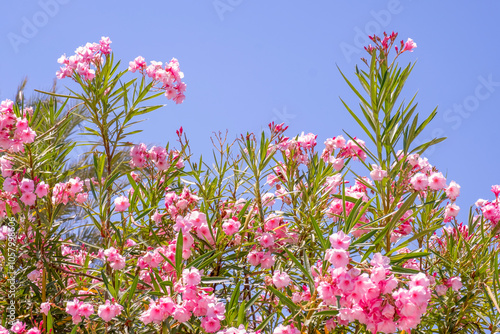 Blooming Pink Flowers in Baja California Mexico