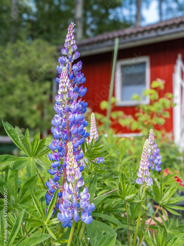 Vibrant lupine flowers in a sunny garden photo