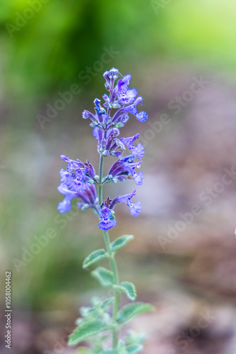 A honey bee feeding on flowers of the catmint Nepeta faassenii Walkers Low photo