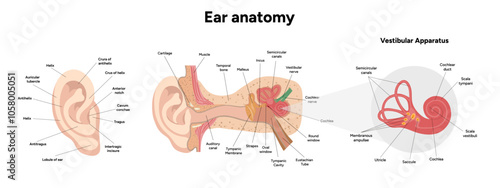 Inner Ear structure and function anatomy. Human ear vestibular system