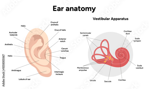 Outer Ear structure and function anatomy. Human ear vestibular system