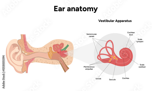 Inner Ear structure and function anatomy. Human ear vestibular system