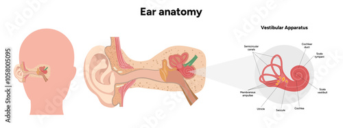 Inner Ear structure and function anatomy. Human ear vestibular system