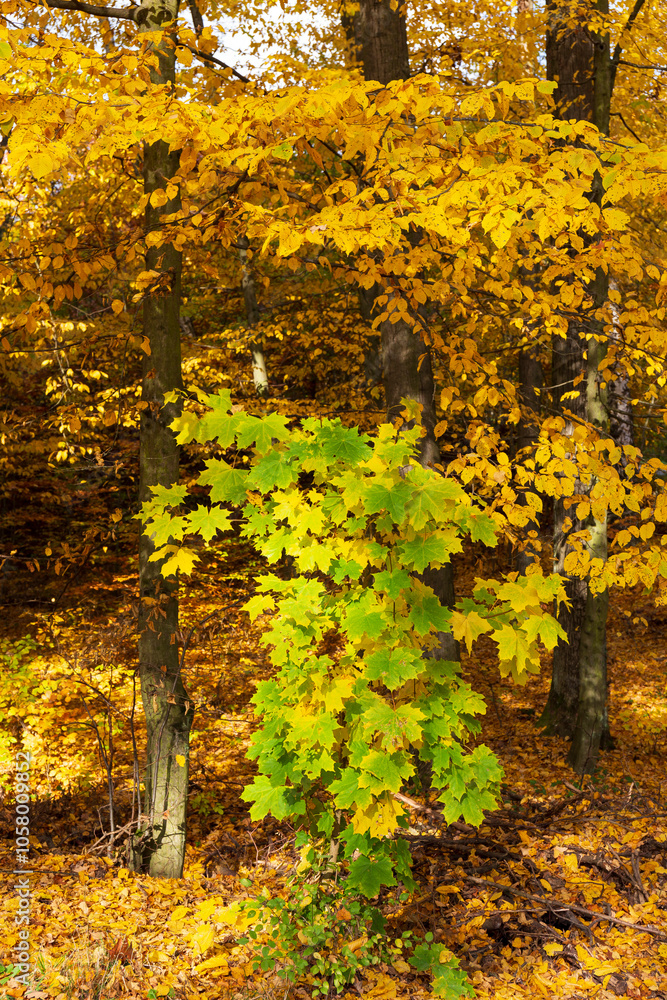 Colorful autumn Landscape in Bohemian Paradise, Czech Republic