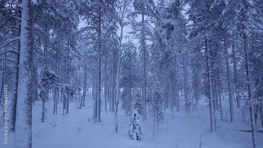 snow covered trees snow covered trees