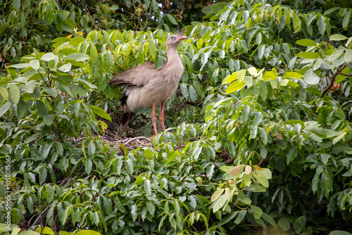 The red-legged seriema is a predatory terrestrial bird in the family Cariamidae. The species was formerly classified within the order Gruiformes, but molecular data suggest that seriemas are part of a photo