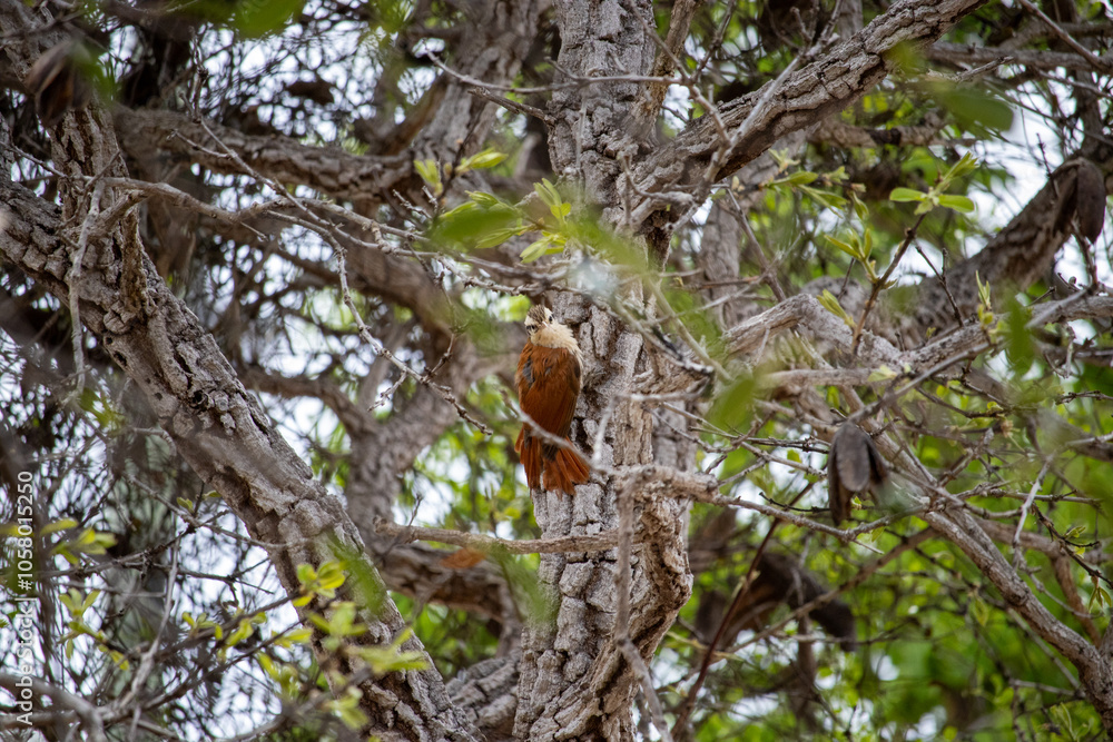 The cerrado woodcreeper is a species of bird in the subfamily Dendrocolaptinae native to South America. It can be found in Argentina, Bolivia, Brazil, Paraguay, Suriname and Uruguay. Its natural habit The cerrado woodcreeper is a species of bird in the subfamily Dendrocolaptinae native to South America. It can be found in Argentina, Bolivia, Brazil, Paraguay, Suriname and Uruguay. Its natural habit