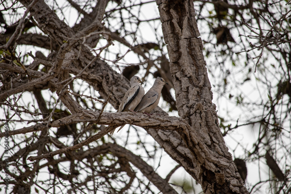 The picui dove, popularly known as the pajeú dove, São José dove and white dove, is a species of bird in the Columbidae family. The picui dove, popularly known as the pajeú dove, São José dove and white dove, is a species of bird in the Columbidae family.