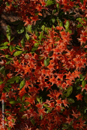 Azalea