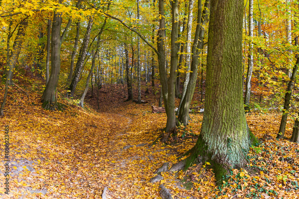 Colorful autumn Landscape in Bohemian Paradise, Czech Republic
