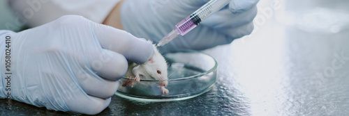 Fotografie Gloved hands of laboratory technician injecting mouse held in petri dish with clear liquid from syringe