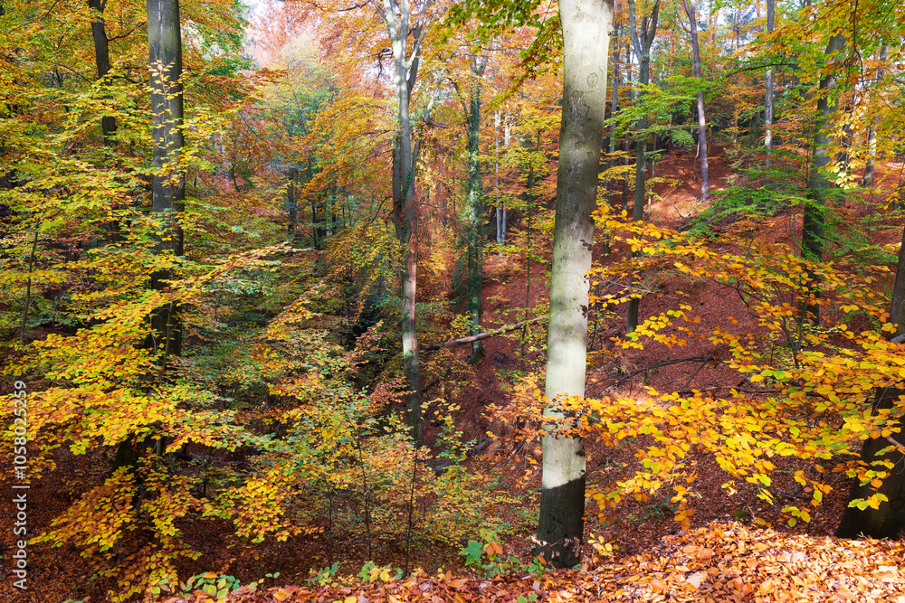 Colorful autumn Landscape in Bohemian Paradise, Czech Republic