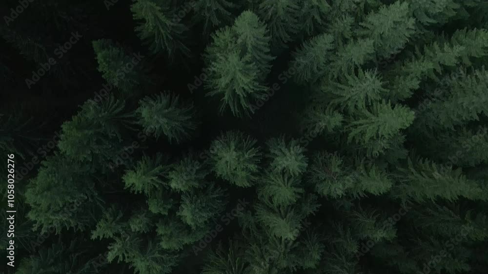 Green pine tree coniferous forest aerial top down view. Dramatic nature background. Travel destination. Beautiful wild landscape. Summer vacation, outdoor tourism. Cinematic drone 4k shot Green pine tree coniferous forest aerial top down view. Dramatic nature background. Travel destination. Beautiful wild landscape. Summer vacation, outdoor tourism. Cinematic drone 4k shot