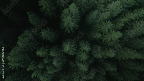 Green pine tree coniferous forest aerial top down view. Dramatic nature background. Travel destination. Beautiful wild landscape. Summer vacation, outdoor tourism. Cinematic drone 4k shot