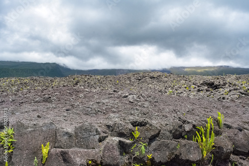 La Reunion island, landscape at Sainte-Rose with solidified lava flow, route des laves 