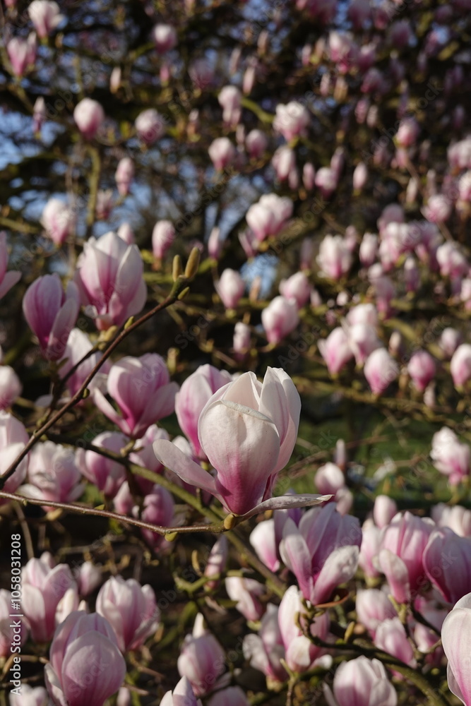magnolia tree blossom magnolia tree blossom