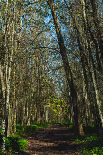 a forest pathway surrounded by tall, slender trees with minimal foliage, allowing dappled sunlight to filter through the branches