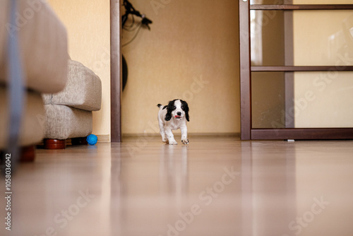 A white spaniel with dark ears and markings is frolicking on the hardwood floor photo