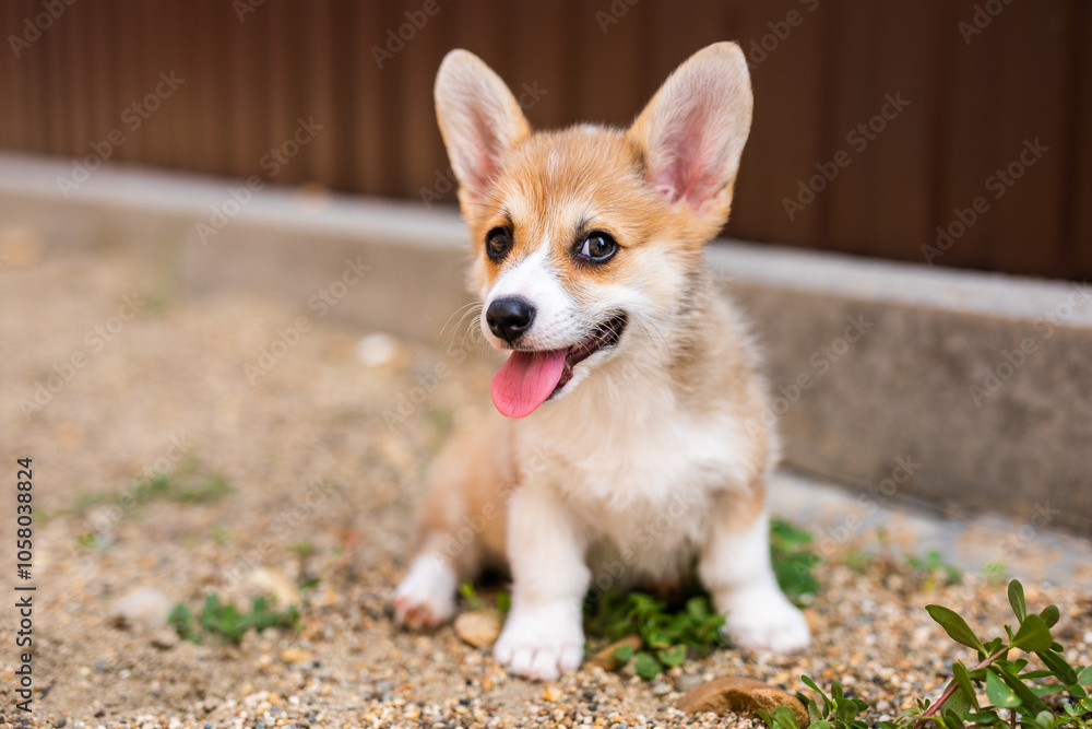 Welsh corgi pembroke puppy playing in the yard Welsh corgi pembroke puppy playing in the yard