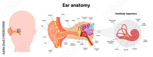 Inner Ear structure and function anatomy. Human ear vestibular system