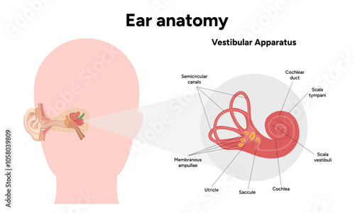 Inner Ear structure and function anatomy. Human ear vestibular system