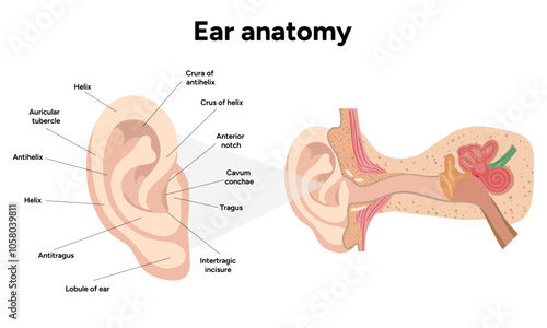 Outer and inner Ear structure and function anatomy. Human ear vestibular system