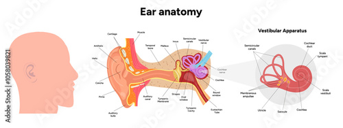 Inner Ear structure and function anatomy. Human ear vestibular system