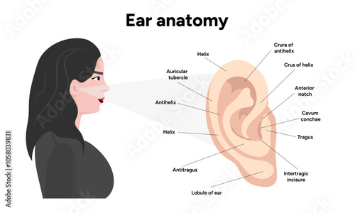 Outer Ear structure and function anatomy. Human ear vestibular system