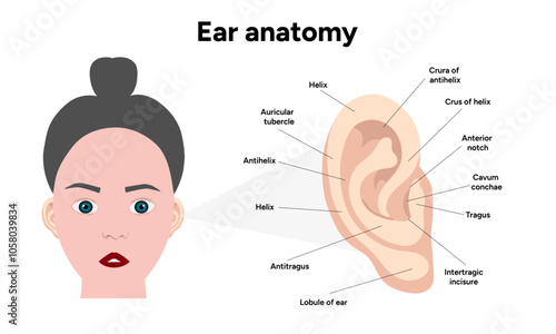 Outer Ear structure and function anatomy. Human ear vestibular system