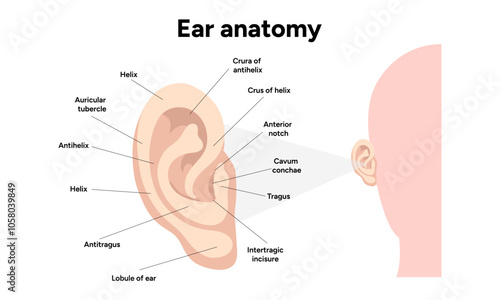 Outer Ear structure and function anatomy. Human ear vestibular system