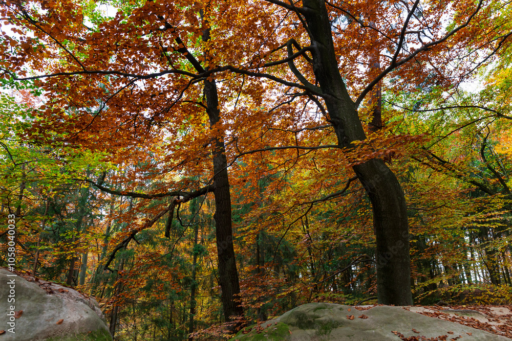 Colorful autumn Landscape in Bohemian Paradise, Czech Republic
