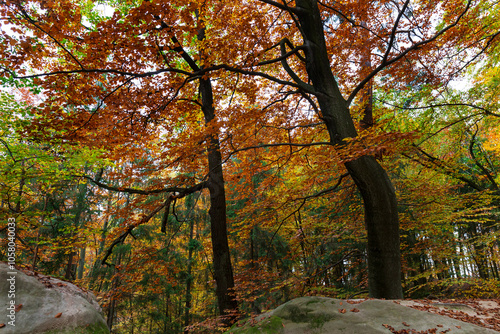 Obraz na płótnie Colorful autumn Landscape in Bohemian Paradise, Czech Republic w salonie