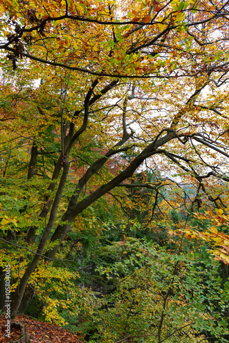 Obraz na płótnie Colorful autumn Landscape in Bohemian Paradise, Czech Republic w salonie