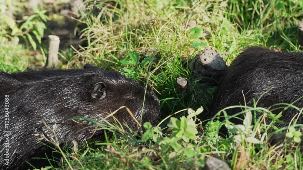 A black nutria sniffs the rear end of another nutria and then lifts its snout up. The animal is also called coypu, water rat, semiaquatic rodent or myocastor coypus A black nutria sniffs the rear end of another nutria and then lifts its snout up. The animal is also called coypu, water rat, semiaquatic rodent or myocastor coypus