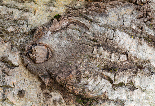 719-50 Bark Flounder photo