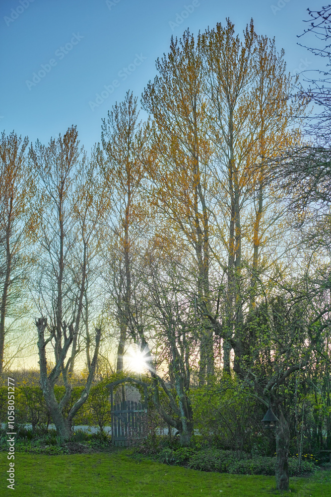 Nature, growth and peace with trees in garden for environment, sustainability and spring season. Grass ecology, meadow and biology with plants in countryside for botanical, bloom and ecosystem Nature, growth and peace with trees in garden for environment, sustainability and spring season. Grass ecology, meadow and biology with plants in countryside for botanical, bloom and ecosystem