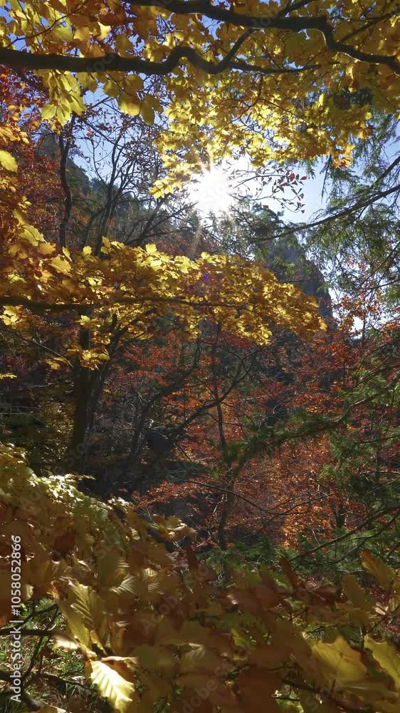 Vertical video of Sun in peaceful autumn forest nature Vertical video of Sun in peaceful autumn forest nature