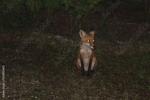 red fox vulpes