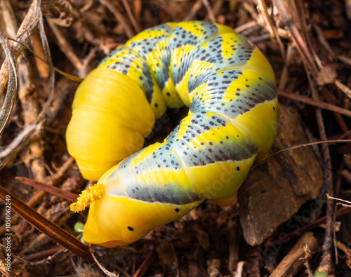 Foto Acherontia atropos, death's head caterpillar, yellow caterpillar, blue caterpill