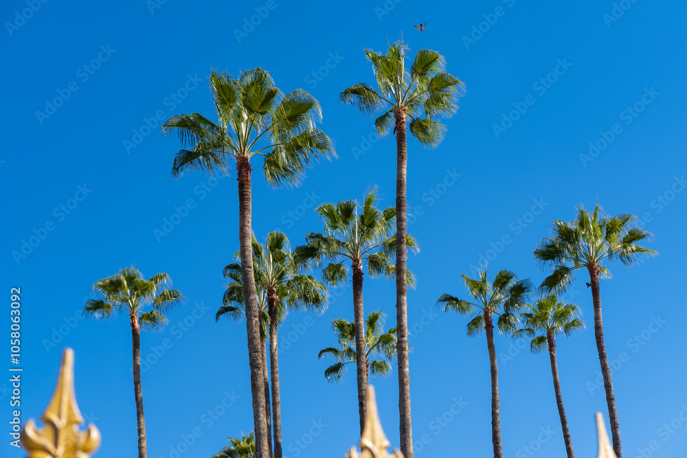 tropical tall African Sabal fan palms gracefully sways against blue sky, transcendence infinity tropical background, banner for travel agencies, hotels, airlines and beverages tropical tall African Sabal fan palms gracefully sways against blue sky, transcendence infinity tropical background, banner for travel agencies, hotels, airlines and beverages