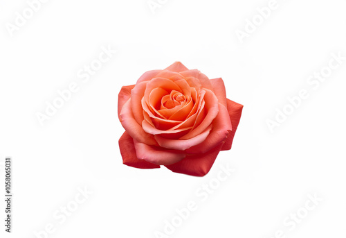 A single, vibrant, peach-colored rose with delicate petals against a clean white background.