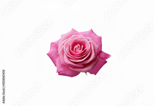 A single pink rose with a white center is isolated against a plain white background.