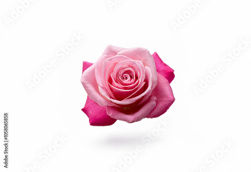 A single pink rose with a white background, viewed from the side.