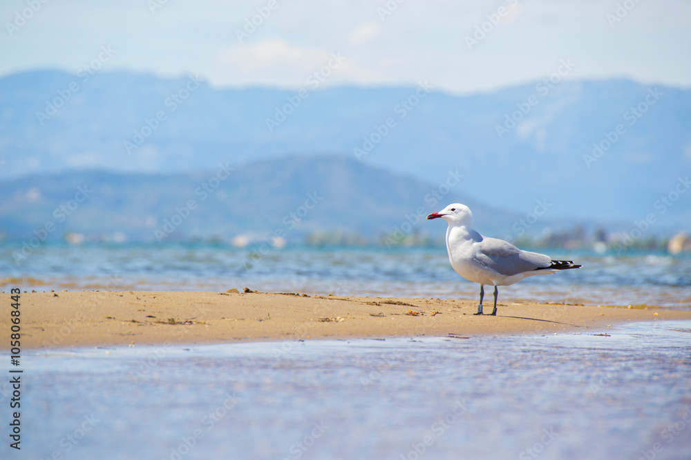 Audouin's Gull on a sandy beach in the Ebro Delta on a cloudy day. Horiontal photography and copy space. Audouin's Gull on a sandy beach in the Ebro Delta on a cloudy day. Horiontal photography and copy space.