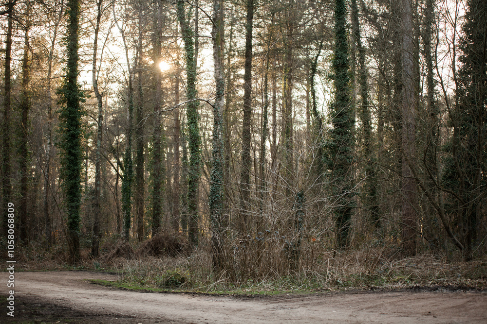 Fototapeta premium path in the woods