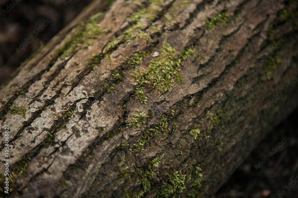 moss on tree moss on tree