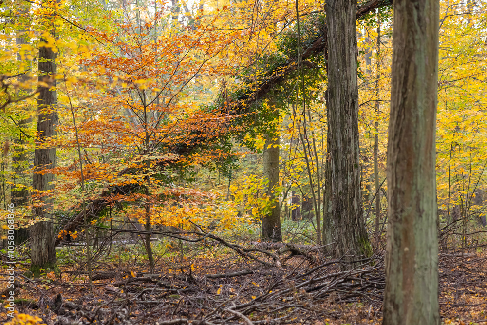 Obraz premium Serene autumn forest with vibrant yellow and orange foliage, featuring the trunk of a fallen tree draped in colorful leaves. Seasonal change, resilience and the cycle of life in a woodland setting