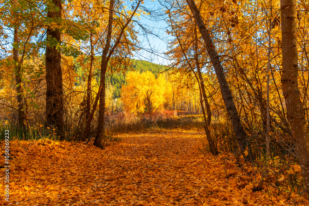 Fototapeta premium A dense section of woods with fall colors on the leaves at Autumn along the walking trail at Blackbird Island along the Wenatchee River in the Cascade Mountains at Leavenworth, Washington. 