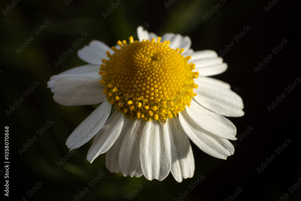 Fototapeta premium Flor al atardecer