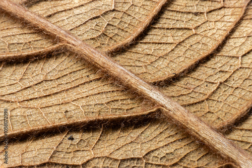 detalles de una hoja caída